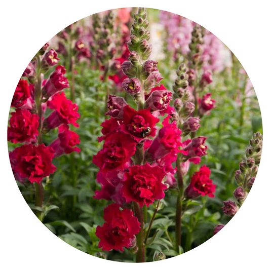 Snapdragon Madame Butterfly Red
