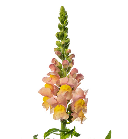 Snapdragon Costa Apricot F1