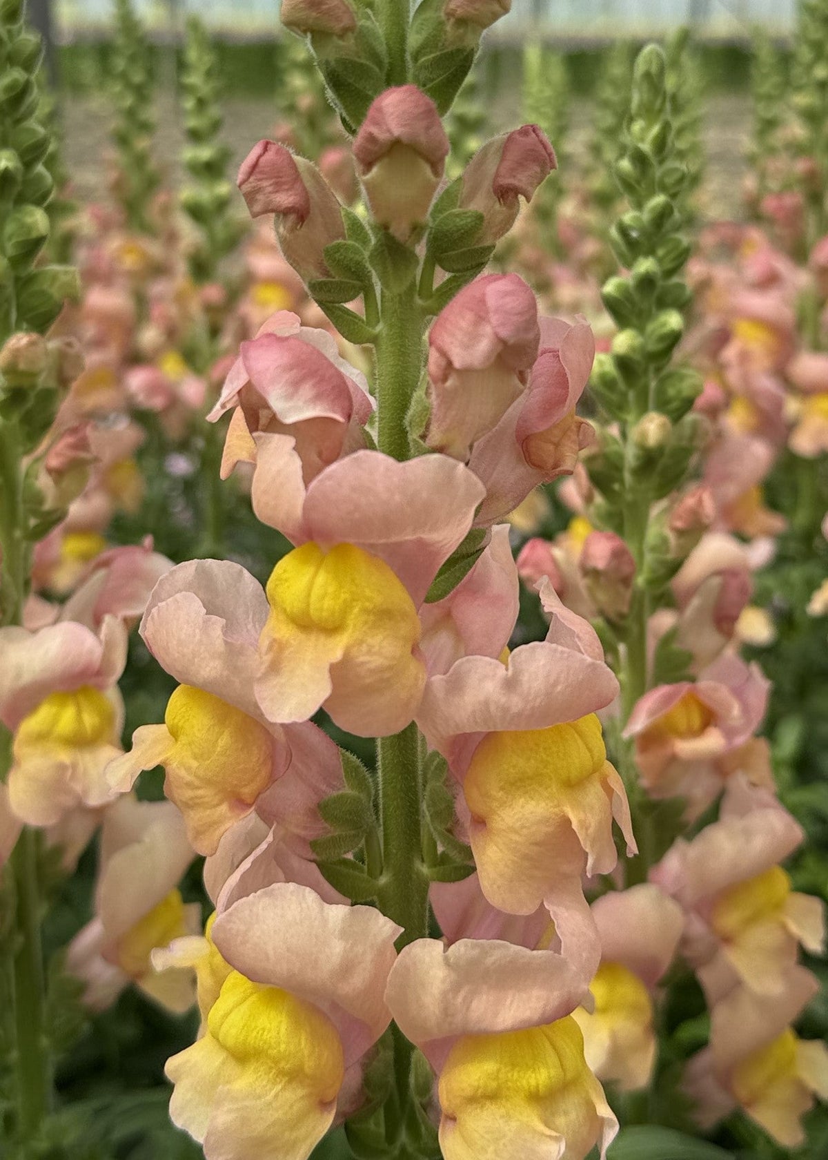Antirrhinum majus Antibes Apricot F1 | Group 1 | Snapdragon therapyofflowers.com