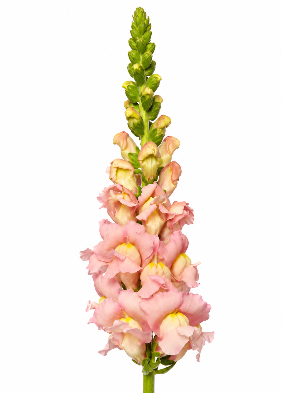 A single pink snapdragon flower stem with green buds and a yellow-tipped center, isolated on a plain white background.