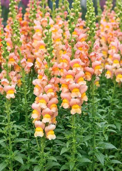Lauvmutīte Antibes Apricot F1 | Group 1 | Antirrhinum majus