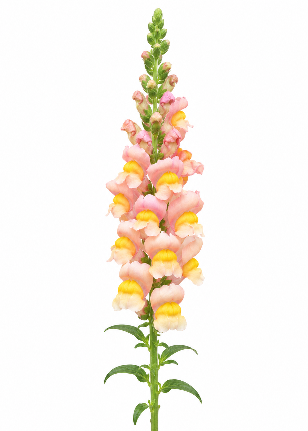 Lauvmutīte Antibes Apricot F1 | Group 1 | Antirrhinum majus