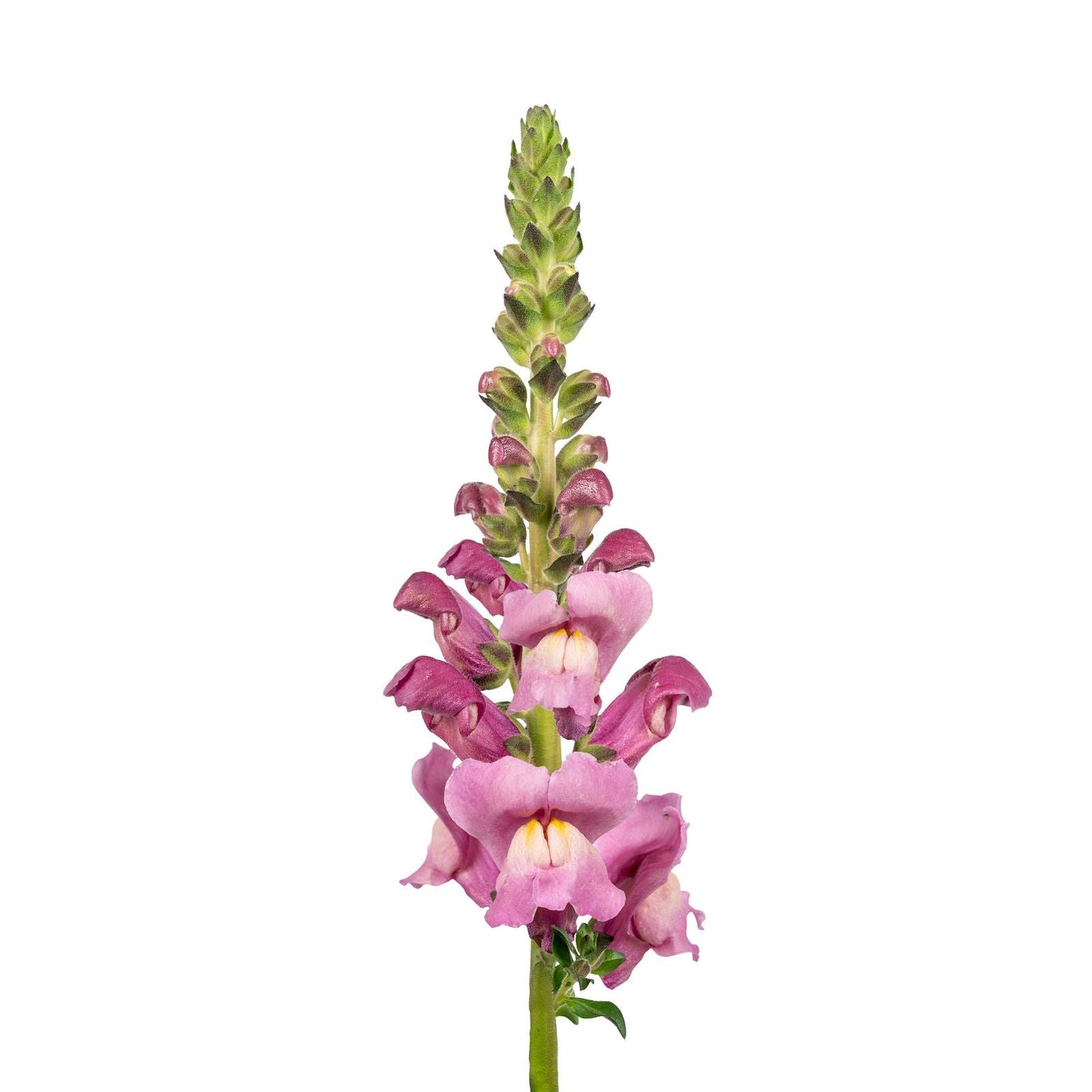 Antirrhinum majus Avignon Lavender F1 | Group 2 | Snapdragon therapyofflowers.com