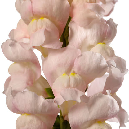 Snapdragon Avignon Silver F1 | Group 2 | Antirrhinum majus therapyofflowers.com