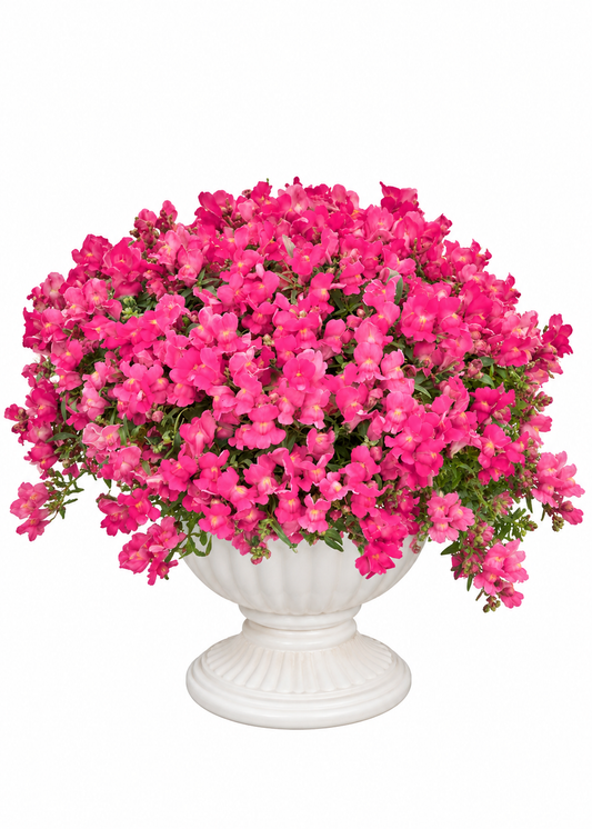 Antirrhinum majus Candy Showers Rose F1 | Trailing Snapdragon