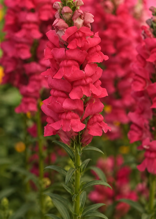 Antirrhinum majus Early Potomac™ Rose Improved F1 | Group 3 | Snapdragon