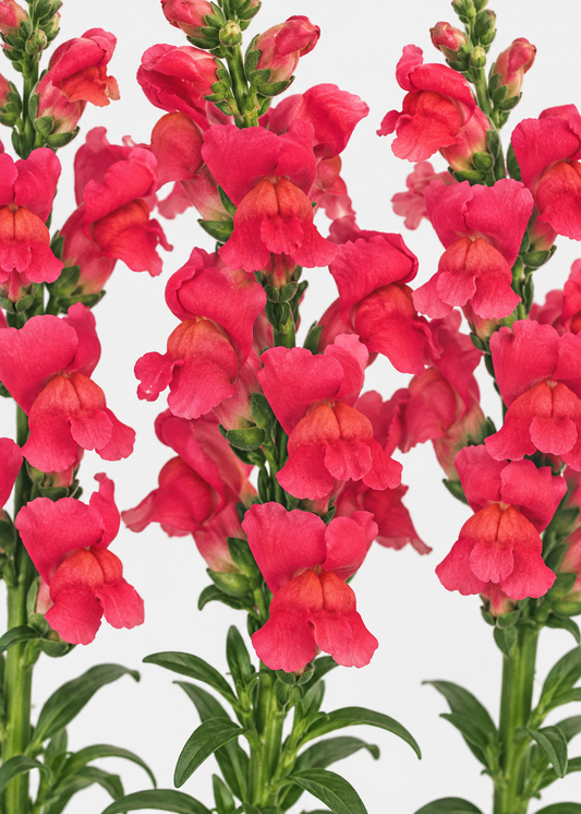 Antirrhinum majus Maryland Flamingo F1 | Group 1,2 | Snapdragon therapyofflowers.com