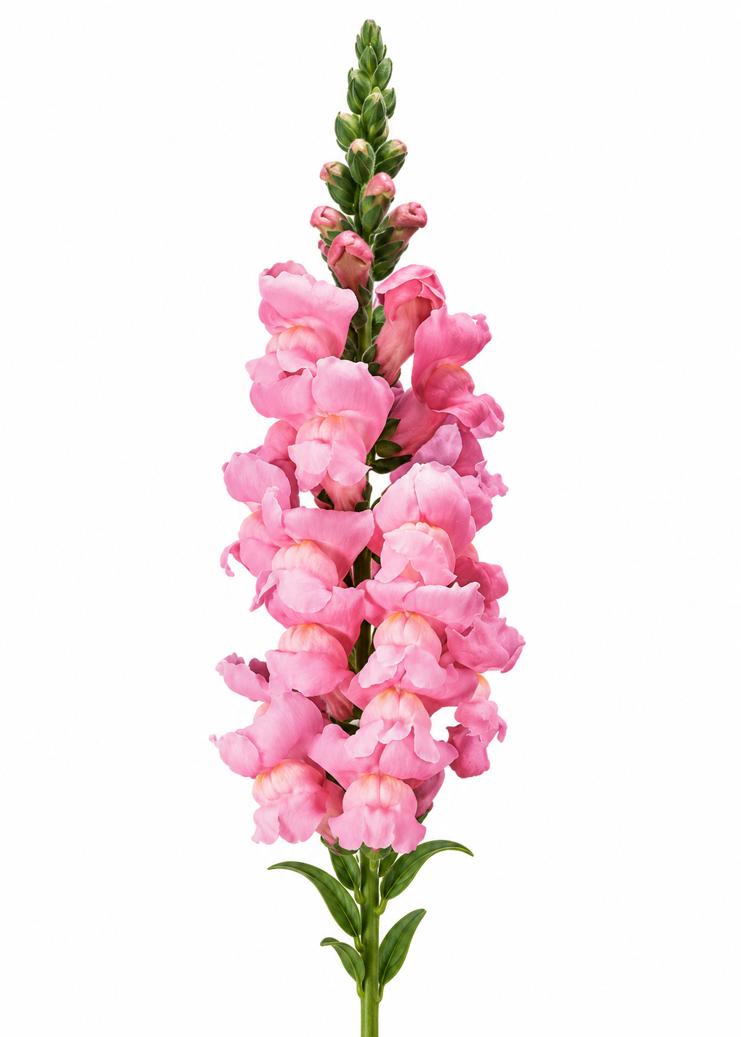 Antirrhinum majus Maryland Yosemite Pink F1 | Group 1,2 | Snapdragon therapyofflowers.com