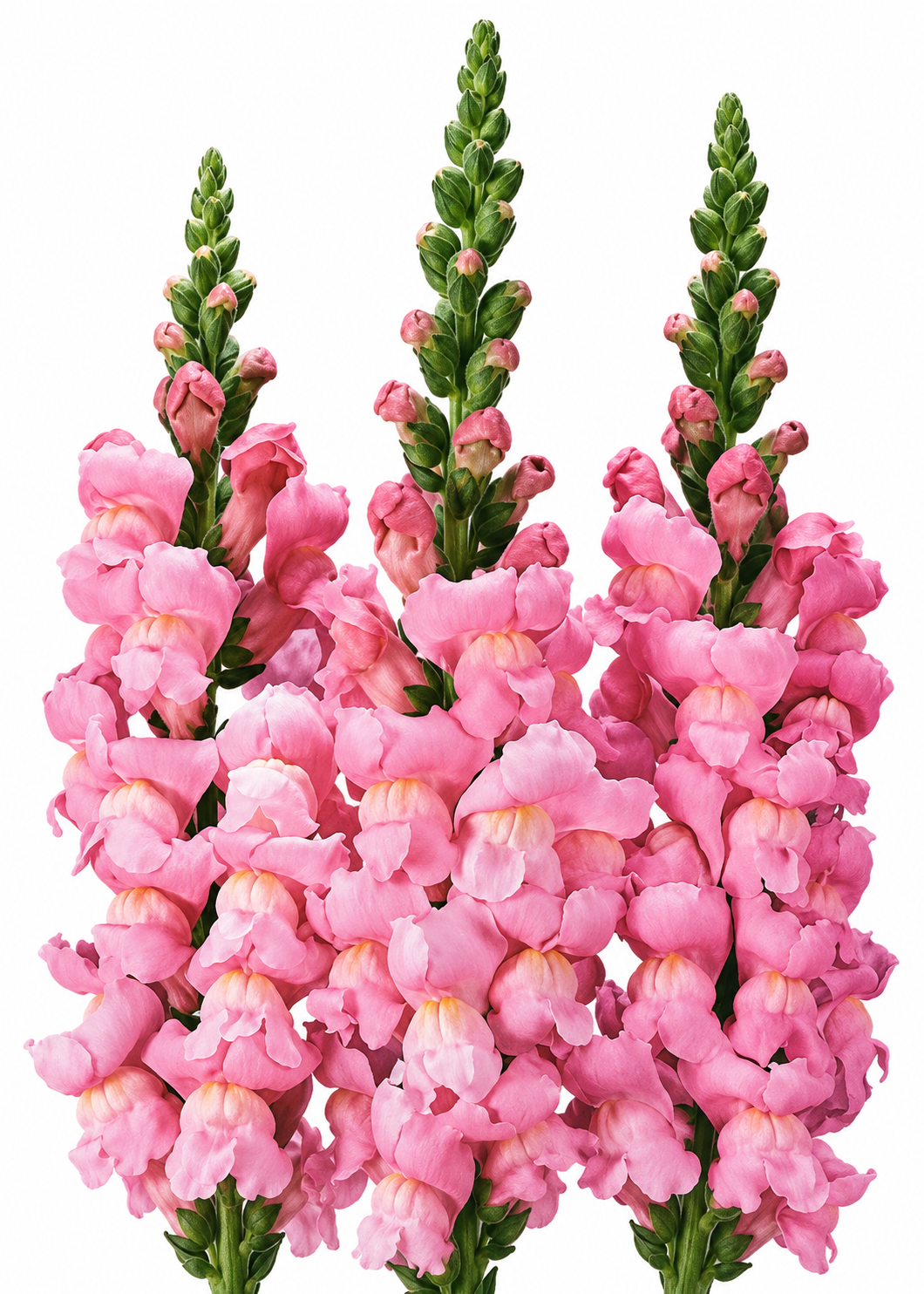Antirrhinum majus Maryland Yosemite Pink F1 | Group 1,2 | Snapdragon therapyofflowers.com