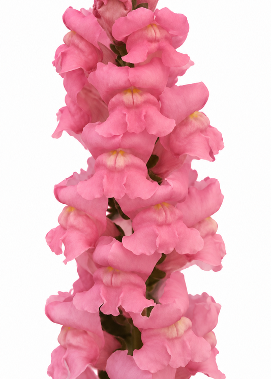 Leijonankita Monaco Dark Pink F1 | Ryhmä 3 | Antirrhinum majus