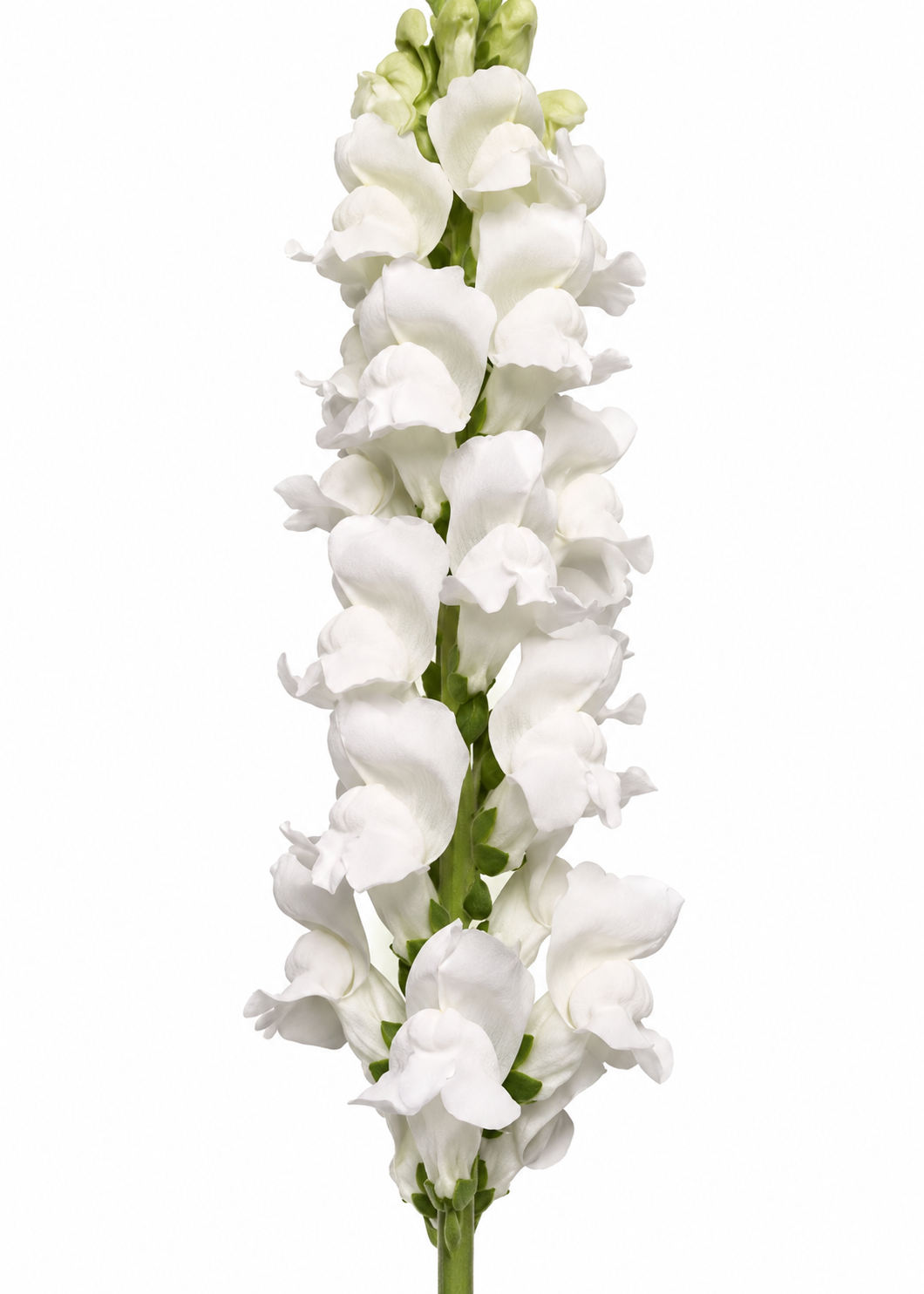 Antirrhinum majus Monaco White Improved F1 | Group 3 | Snapdragon