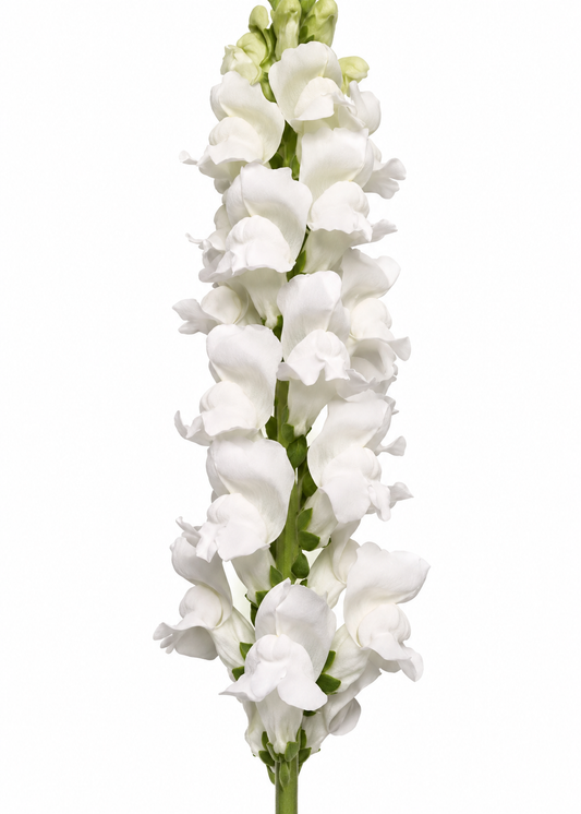 Antirrhinum majus Monaco White Improved | Group 3 | Snapdragon