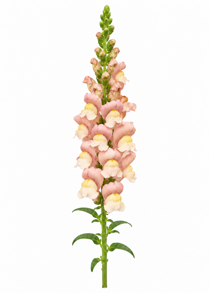Löwenmäulchen Nantes Pink F1 | Gruppe 0 | Antirrhinum majus