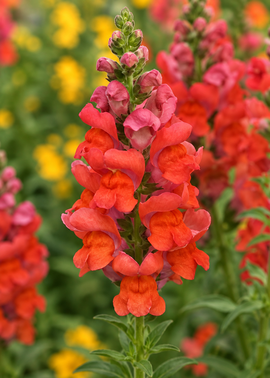 Muflier Potomac™ Bright Orange F1 | Groupe 3–4 | Antirrhinum majus