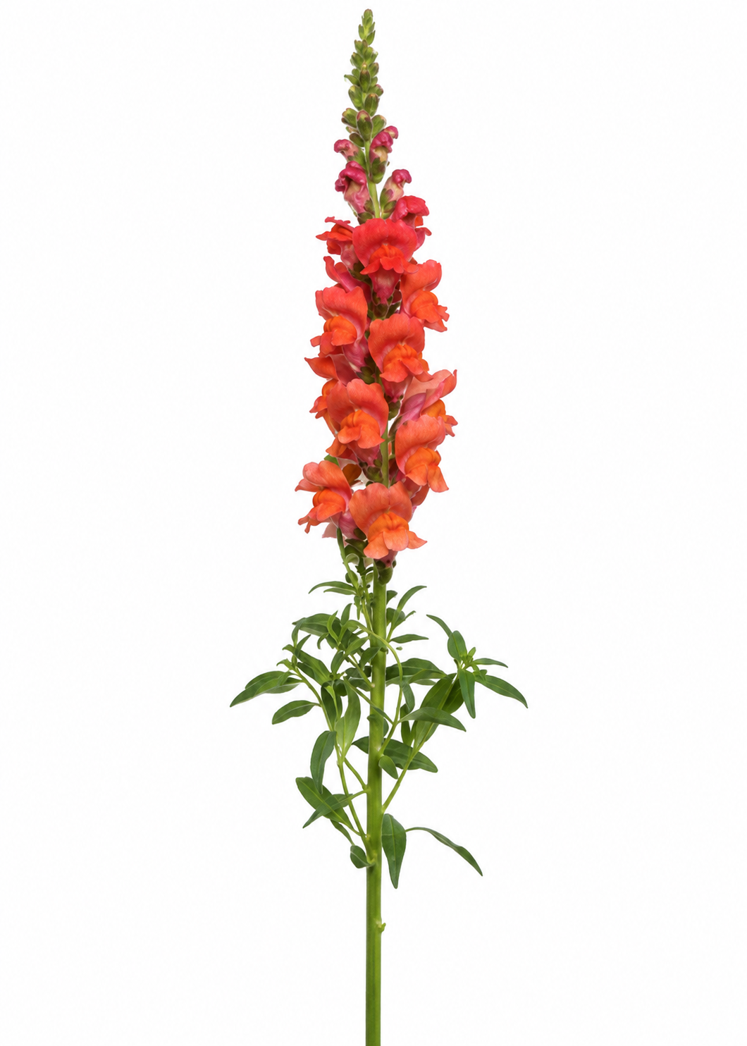 Löwenmäulchen Potomac™ Bright Orange F1 | Gruppe 3–4 | Antirrhinum majus