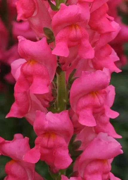 Antirrhinum majus Potomac™ Cherry Rose F1 | Group 3,4 | Snapdragon