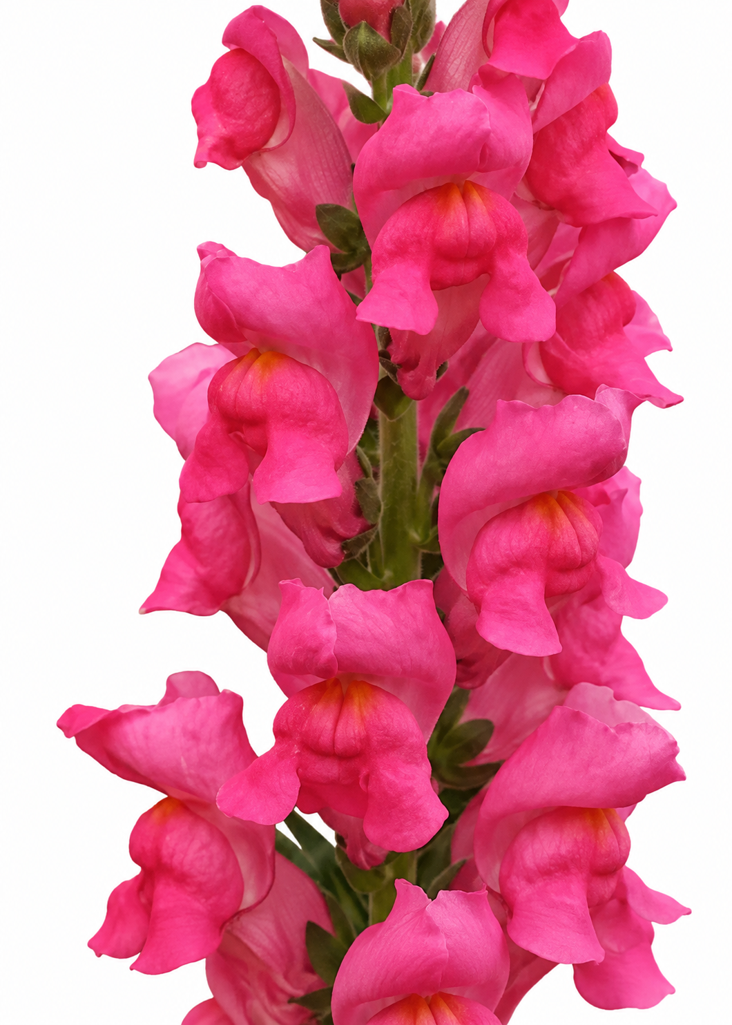 Antirrhinum majus Potomac™ Cherry Rose F1 | Group 3,4 | Snapdragon