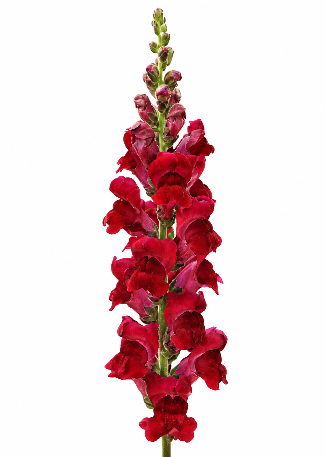 Antirrhinum majus Potomac™ Crimson F1 | Group 3,4 | Snapdragon