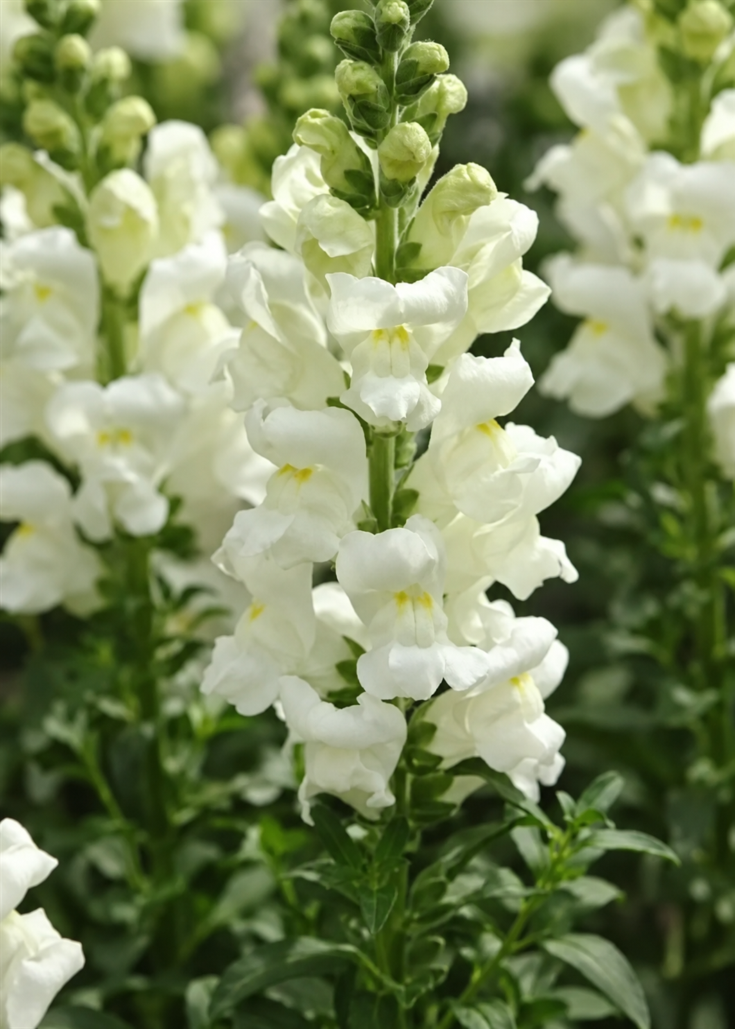 Antirrhinum majus Potomac™ Ivory White F1 | Group 3,4 | Snapdragon