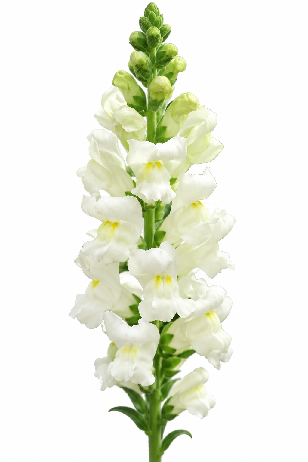 Antirrhinum majus Potomac™ Ivory White F1 | Group 3,4 | Snapdragon