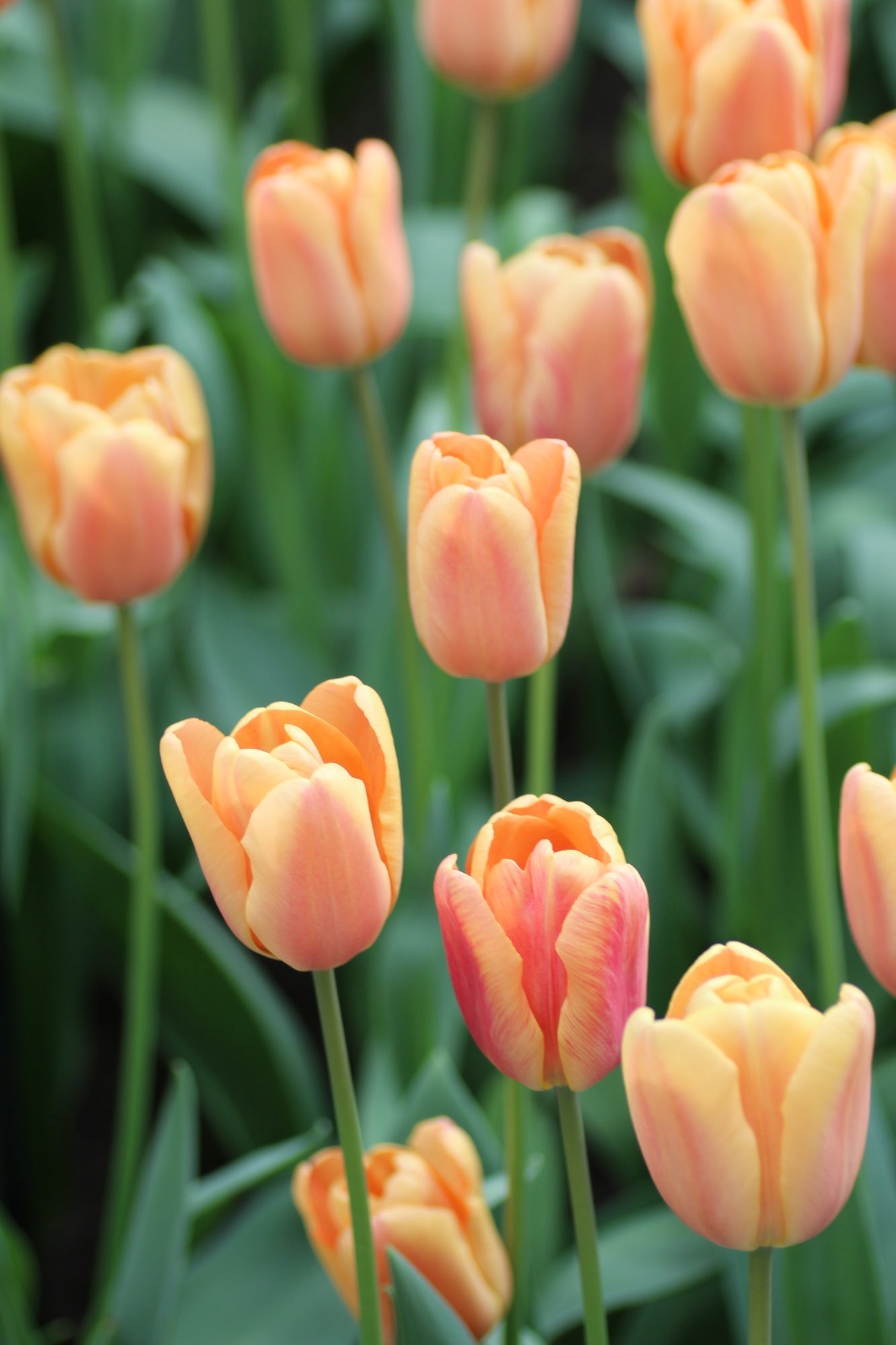 Tulip Apricot Foxx | Mid Spring Triumph Tulip therapyofflowers.com