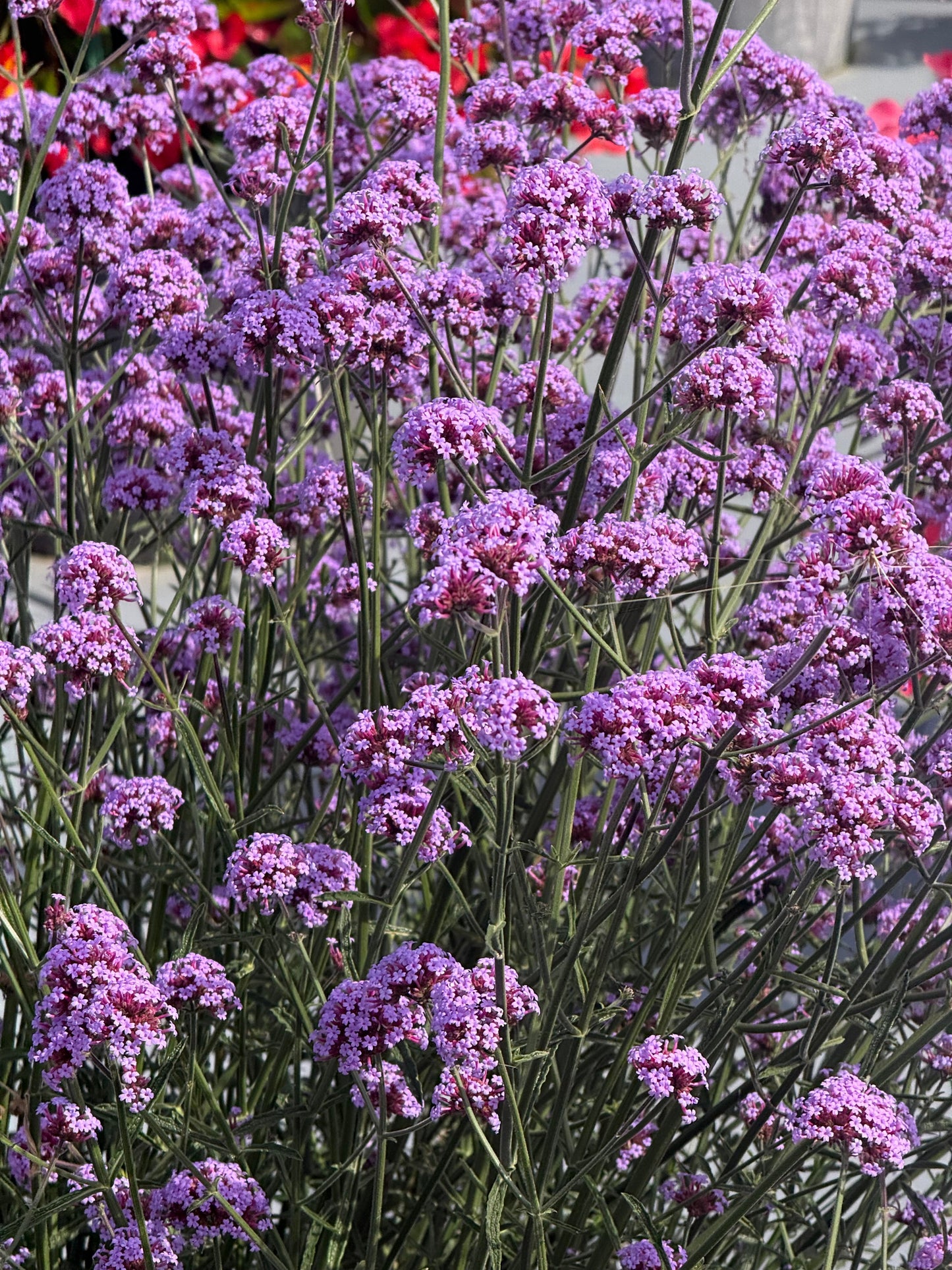 Verbena bonariensis Flair | Purple Vervain | Very Compact therapyofflowers.com