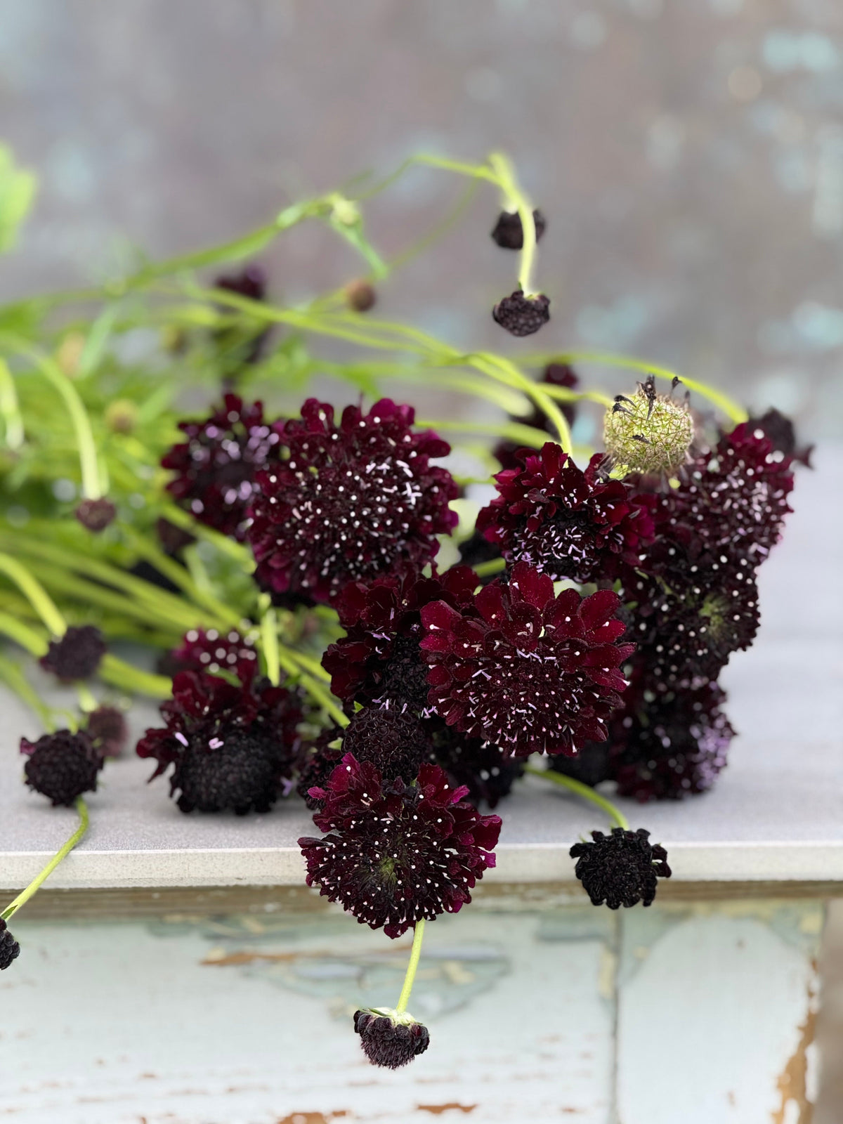 Scabiosa atropurpurea QIS® Black Purple | Sweet Scabious | Pincushion Flower therapyofflowers.com