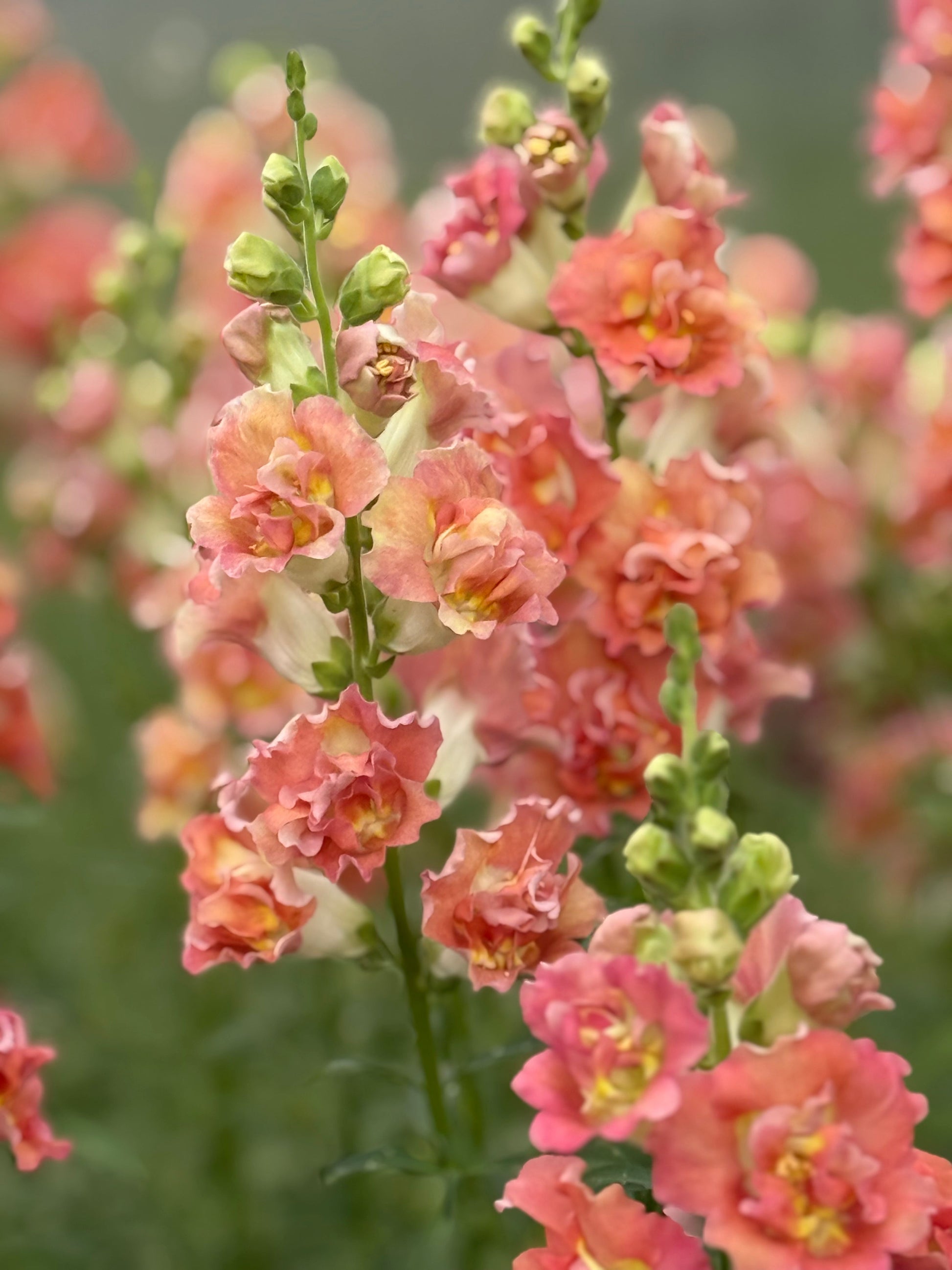 Snapdragon Madame Butterfly™ Bronze/White | Group 3,4 | Antirrhinum majus therapyofflowers.com