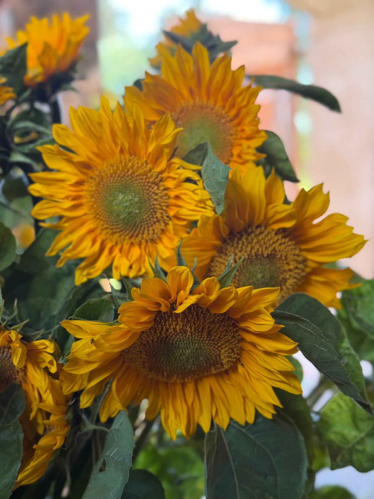 Sunflower ProCut® Gold Lite DMR F1 | Helianthus annuus therapyofflowers.com