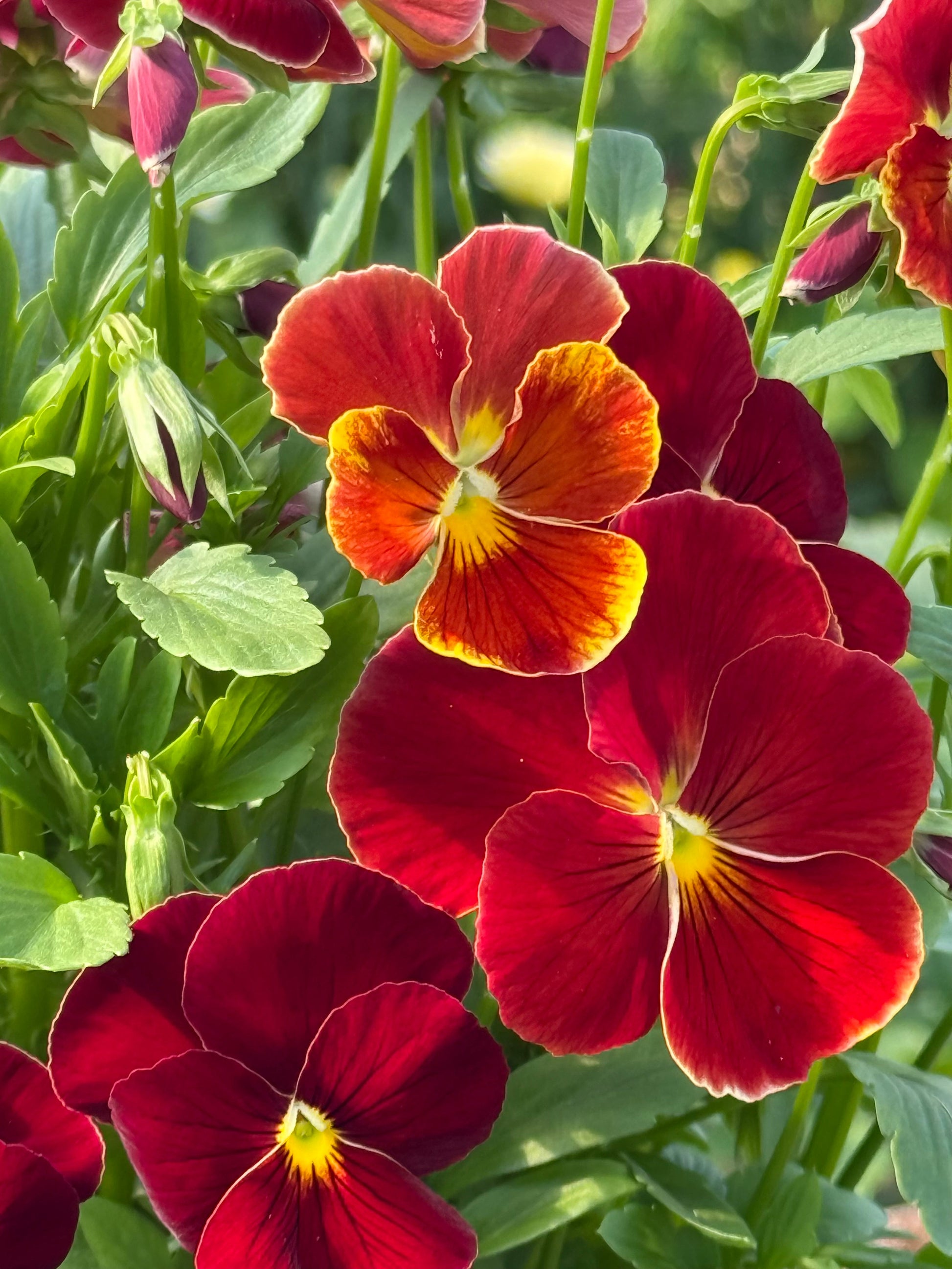 Viola x wittrockiana Inspire® Plus Scarlet F1 | Spring or Autumn Pansy therapyofflowers.com