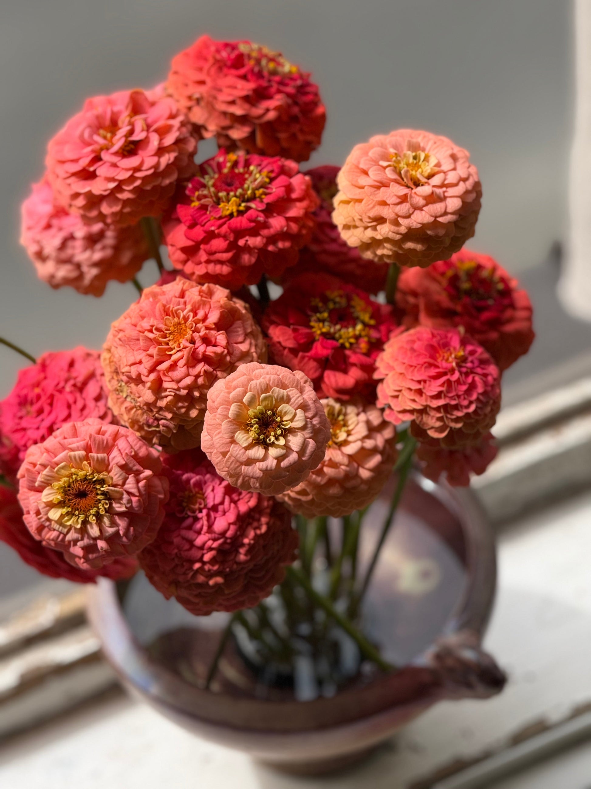 Zinnia elegans OKLAHOMA Salmon | Cut Flower Zinnia therapyofflowers.com