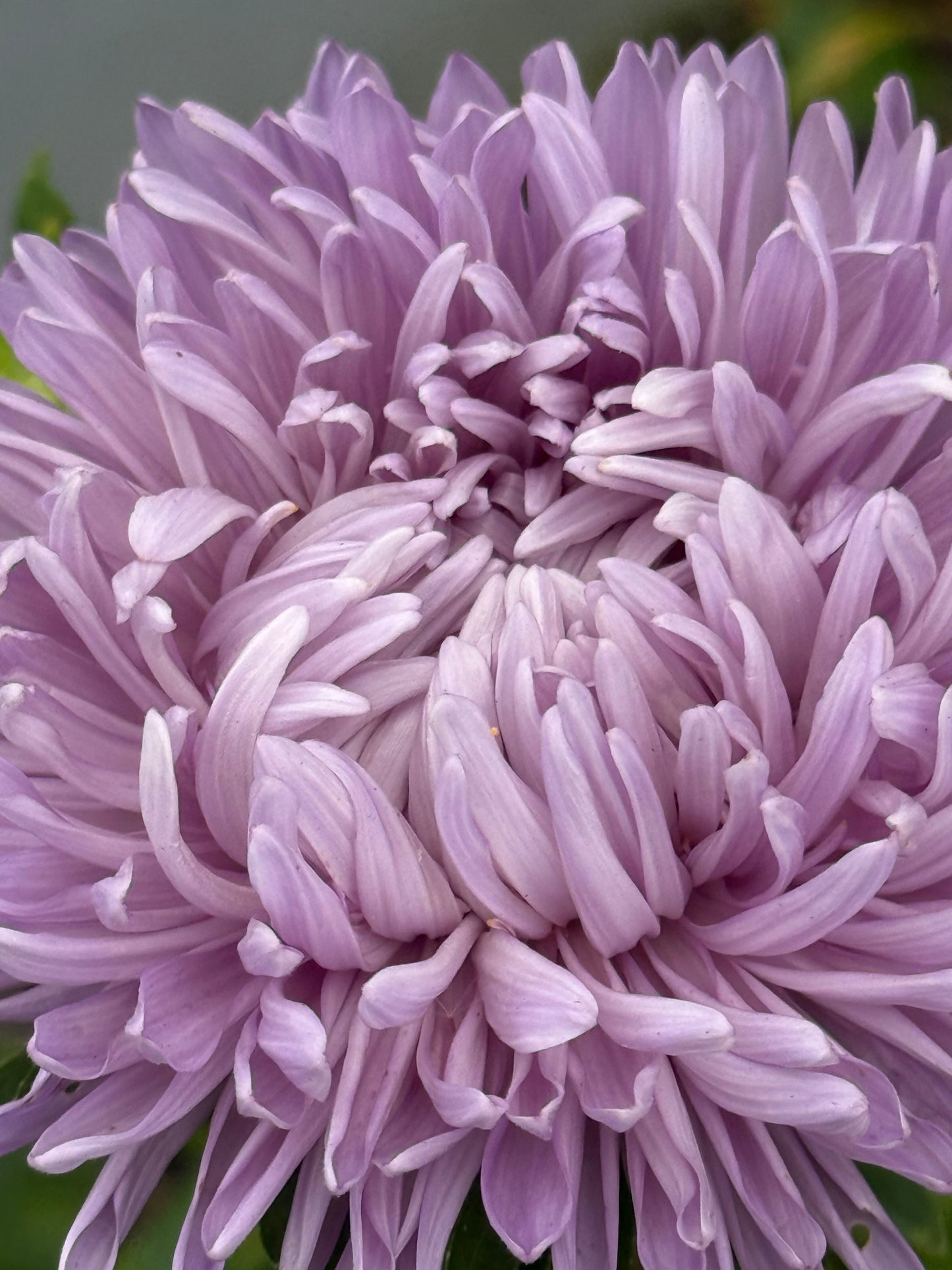 China Aster Syringa Lavender | Callistephus chinensis therapyofflowers.com