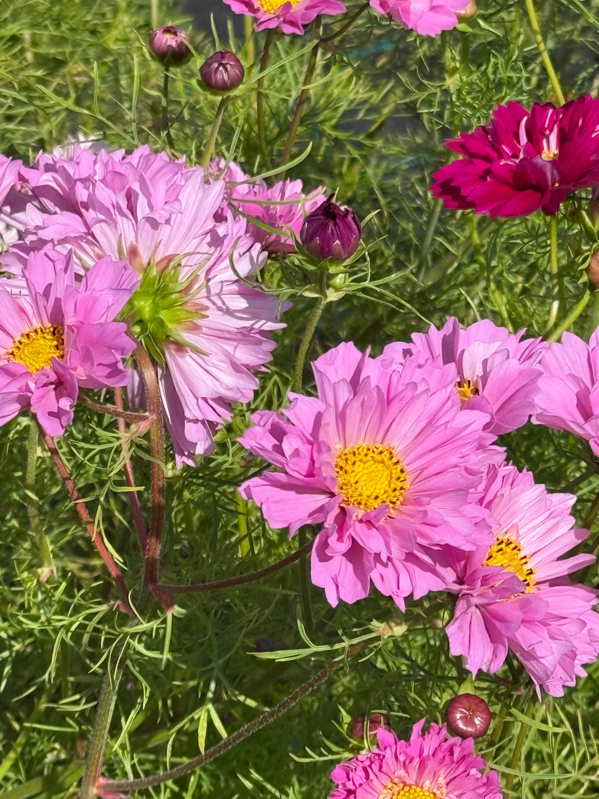 Cosmos bipinnatus Double Dutch Rose therapyofflowers.com
