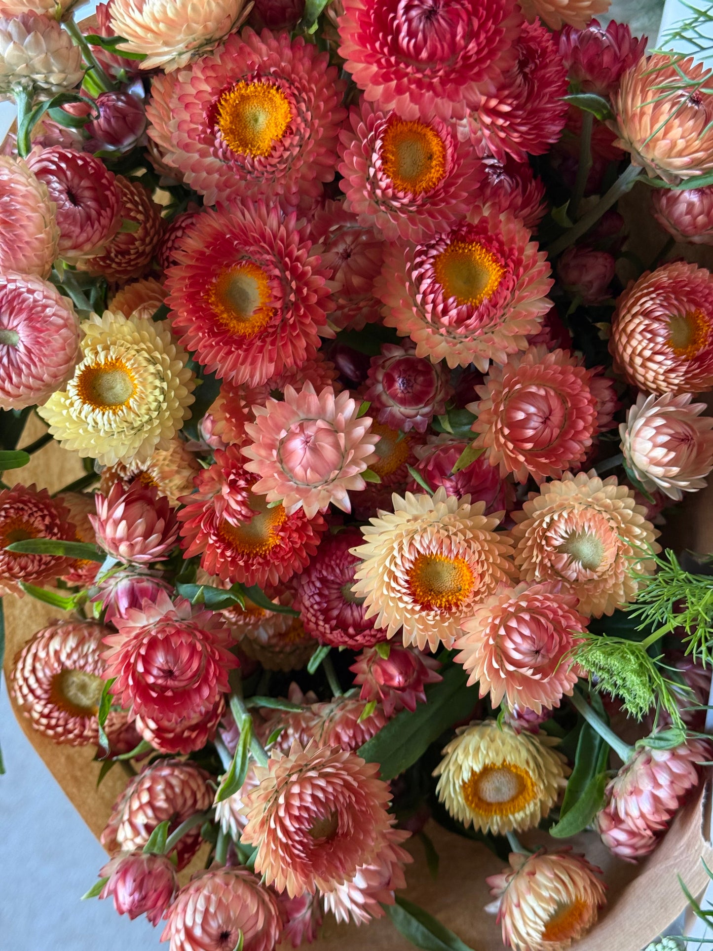 Helichrysum bracteatum Salmon | Strawflower therapyofflowers.com