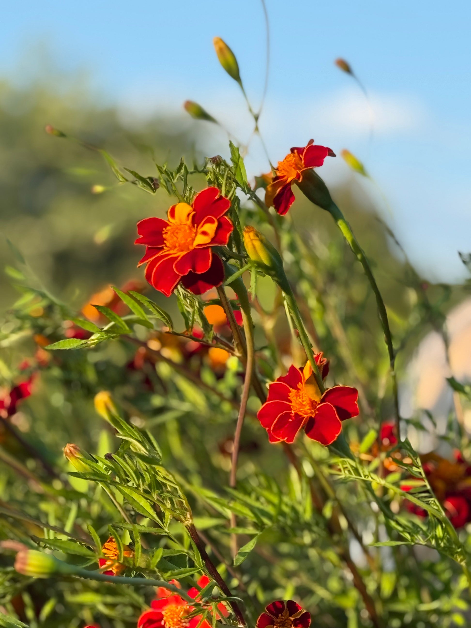 Tagetes patula Linnaeus Burning Embers | French Marigold | Height - 70 cm therapyofflowers.com