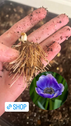 Growing Anemones: A Guide to One of Spring’s Most Popular Flowers