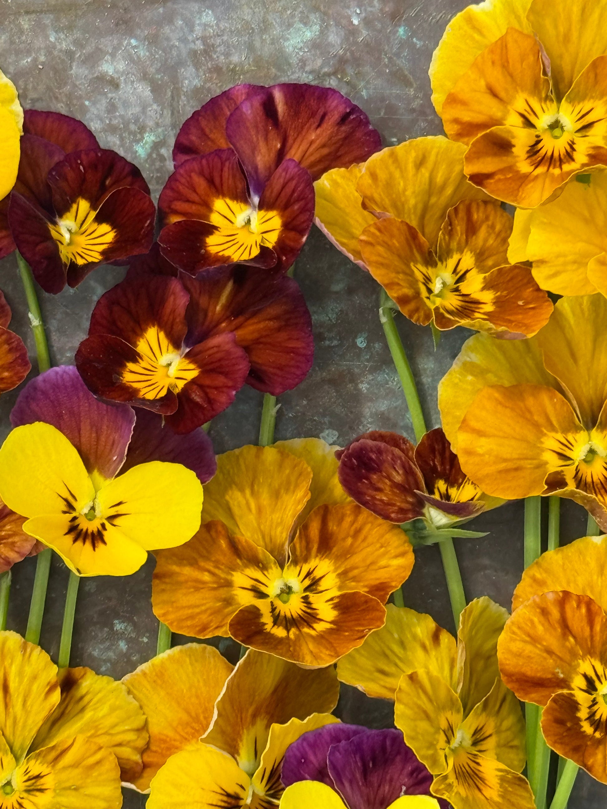 Viola cornuta Brush Strokes | Horned Pansy | Historic Striped Violas therapyofflowers.com