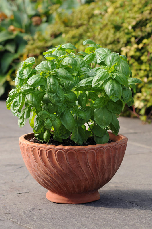 Basilic Dolce Fresca | Ocimum basilicum | Basilic Genovese | Plante aromatique