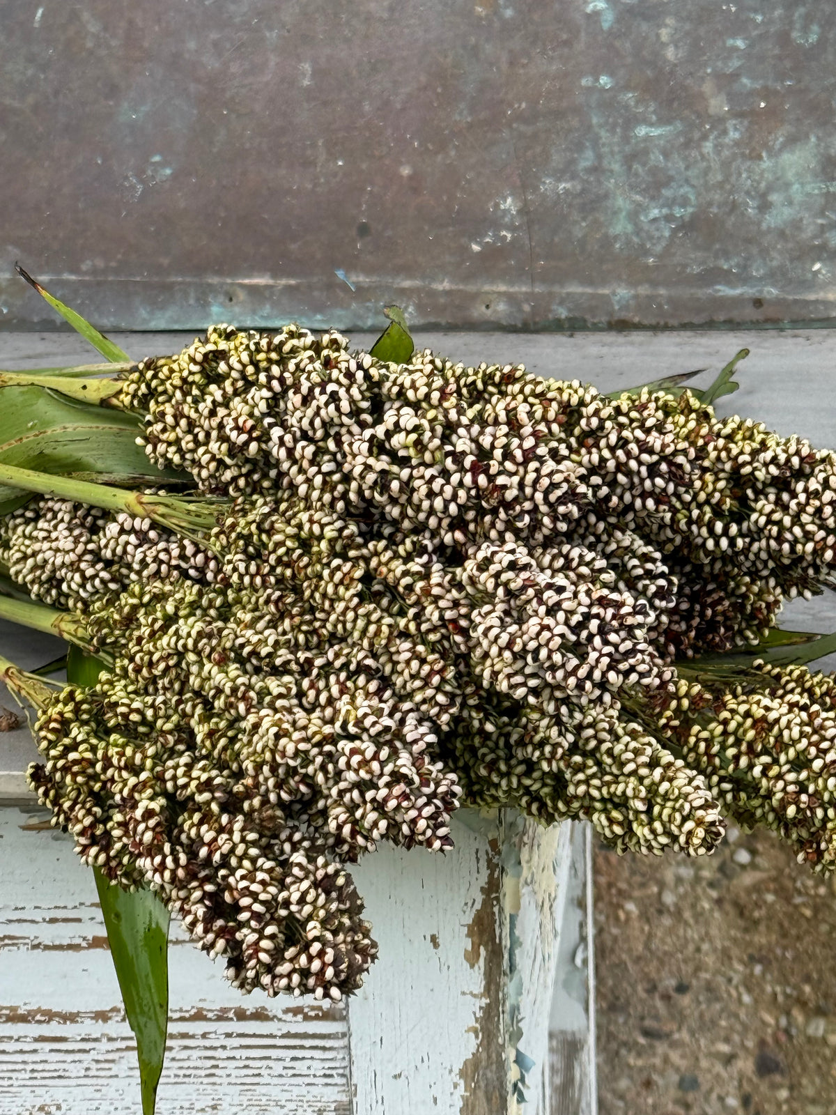 Sorghum nigricans Milaan White | Great Millet