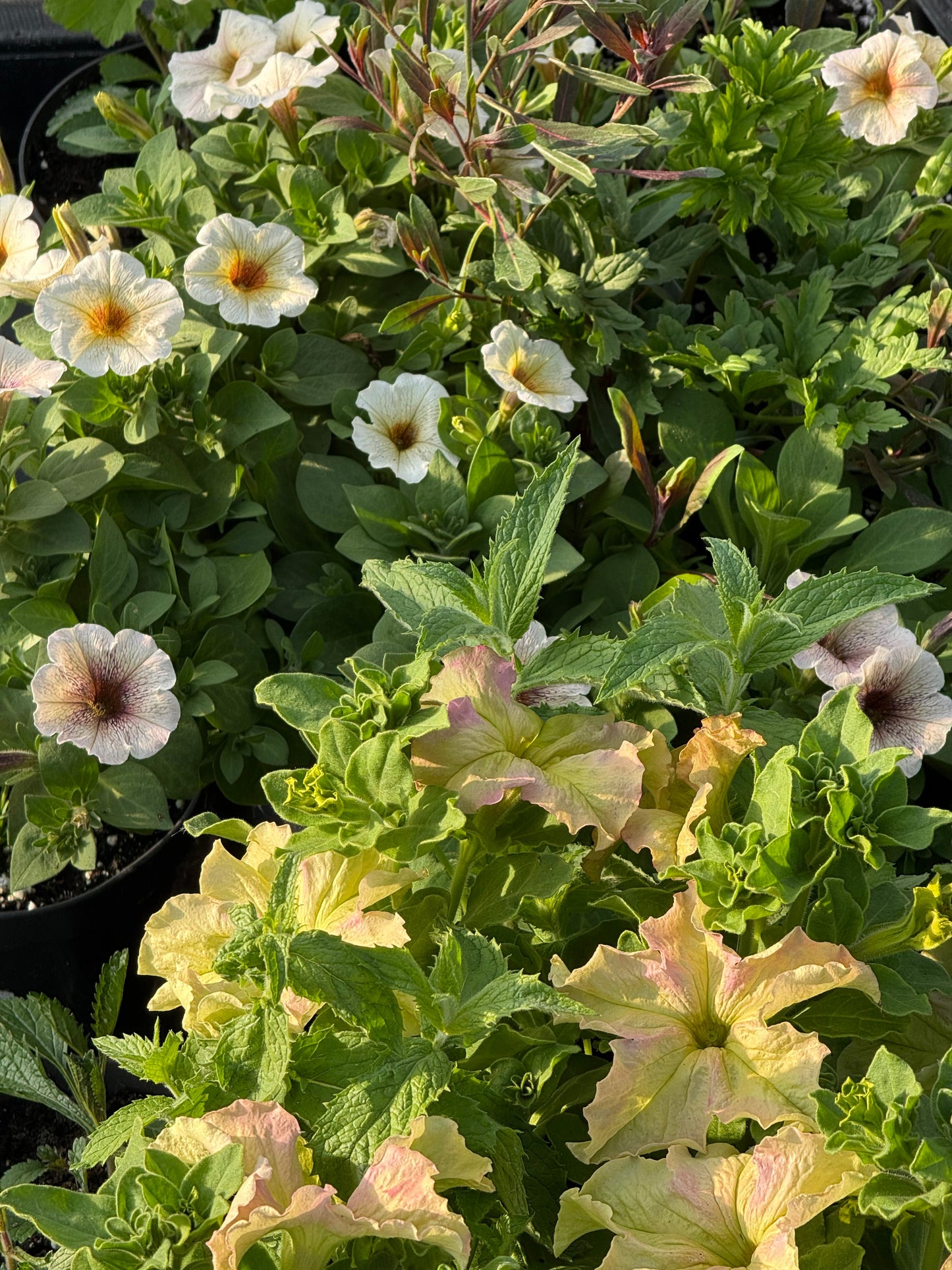 Petunia x Hybrida Pendolino Dark Ice F1 | Petunia | Pelleted therapyofflowers.com
