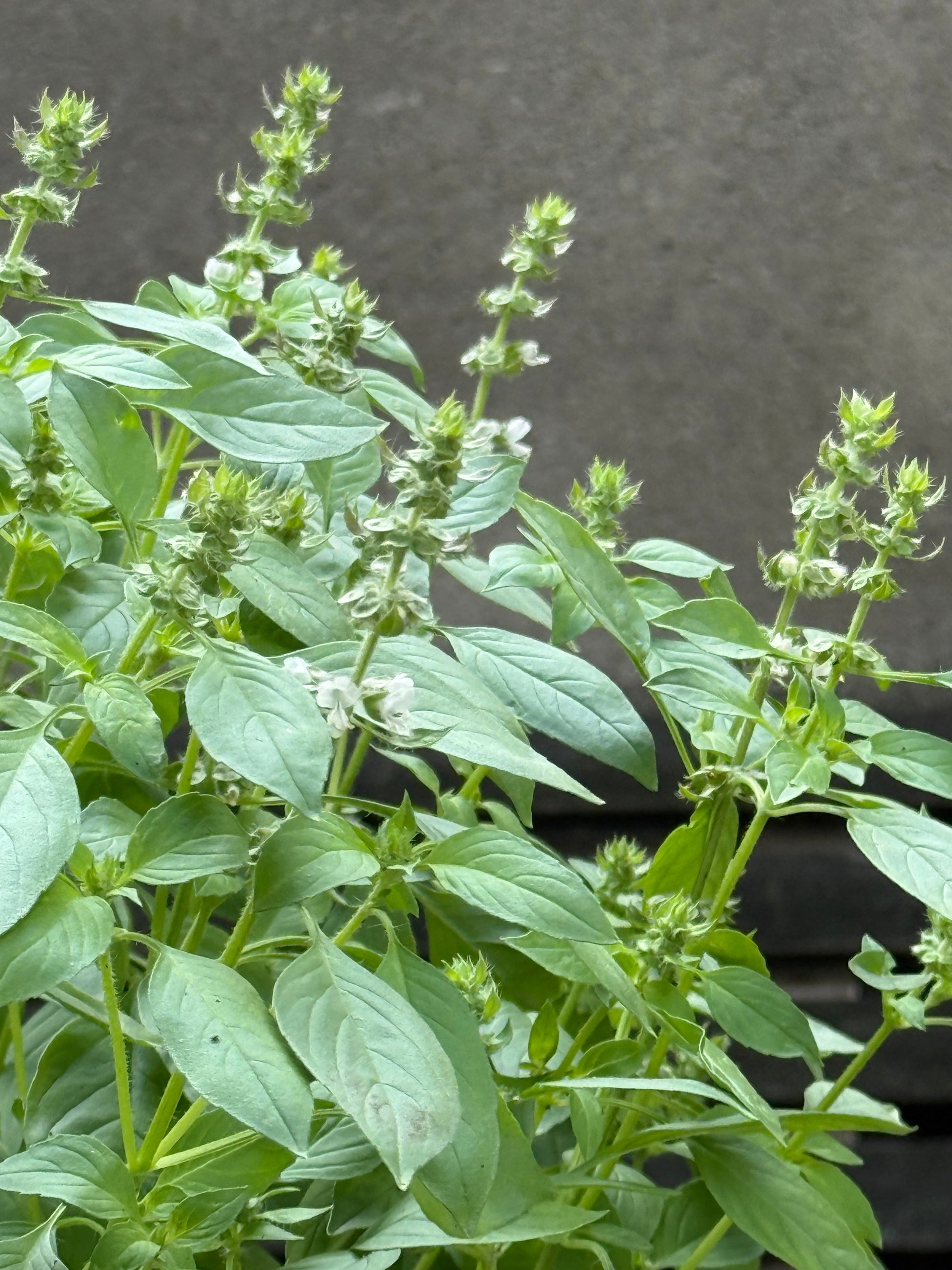 Lemon basil | Ocimum canum | Wild Basil therapyofflowers.com