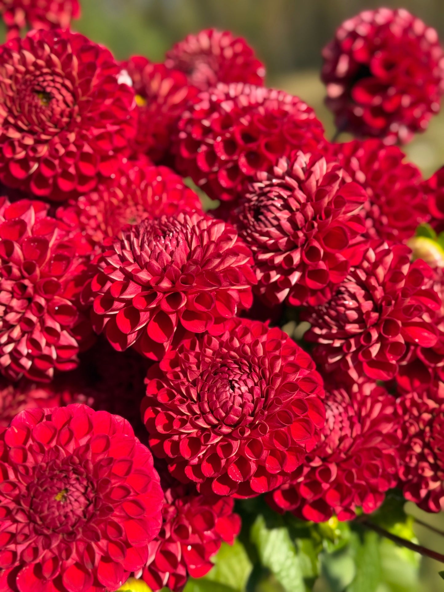 Dahlia Cornel | Top Cut Flower Variety therapyofflowers.com