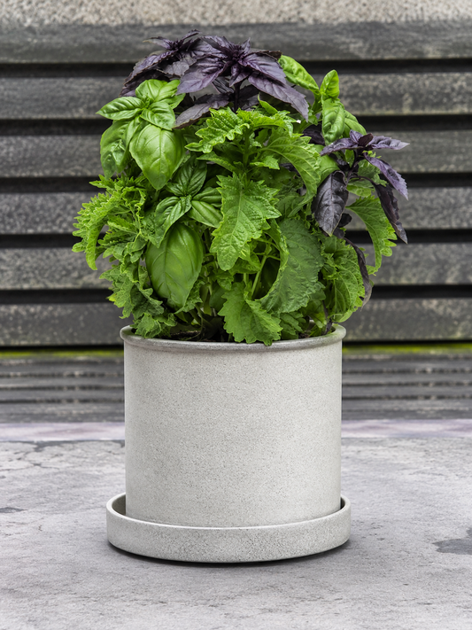 Basil SimplyHerbs™ Try Basil | Ocimum basilicum | Precision™ Multi-Pellets therapyofflowers.com