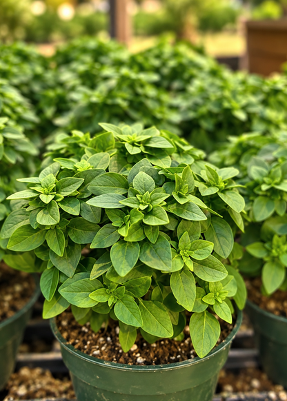 Baziliks The Kitchen Minis™ Bonsai | Ocimum basilicum | Kompakts Grieķu Baziliks