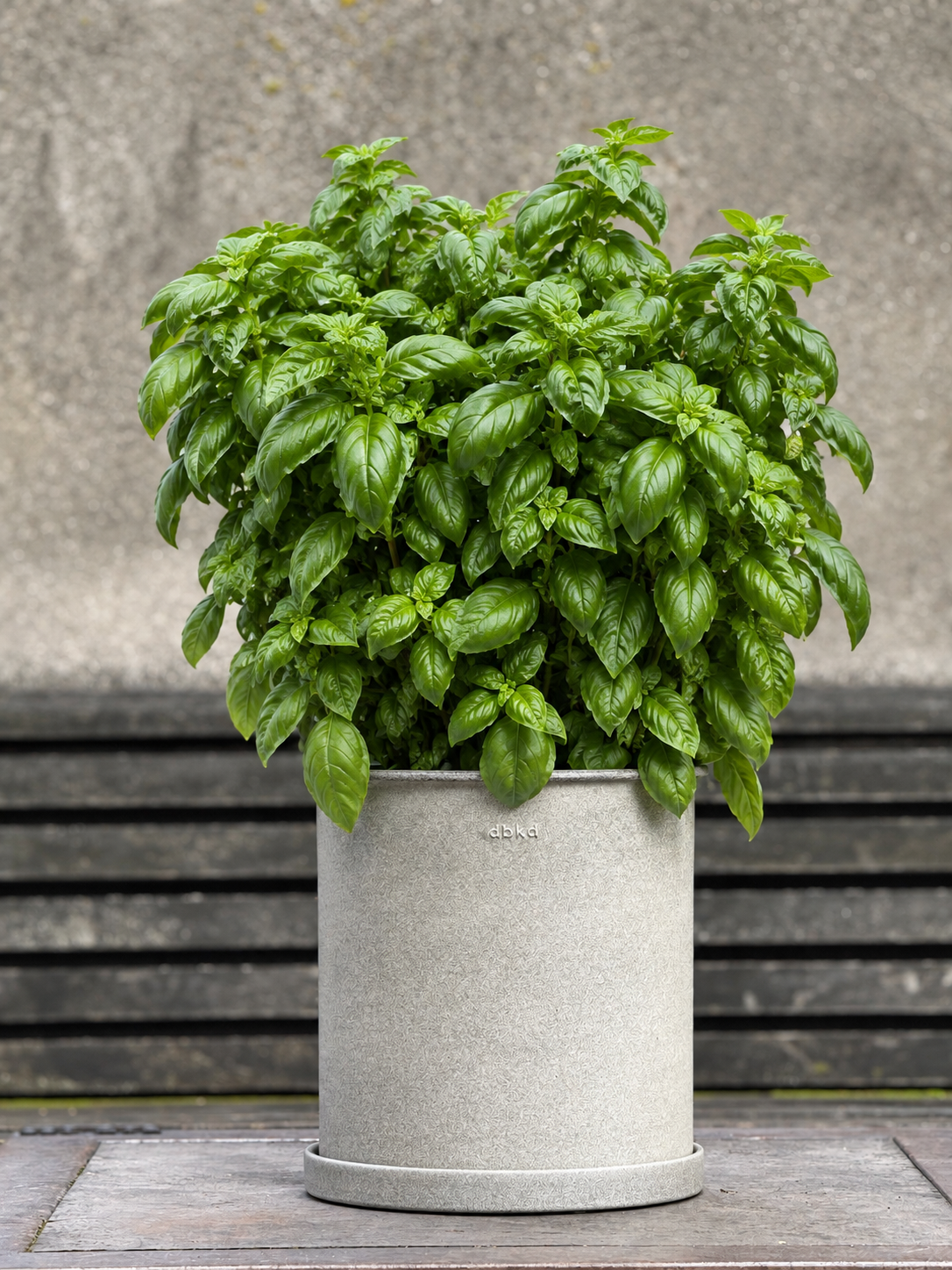 Basil Everleaf Emerald Towers | Ocimum basilicum | Genovese Type therapyofflowers.com