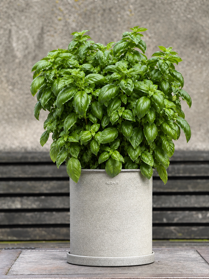 Basil Everleaf Emerald Towers | Ocimum basilicum | Genovese Type therapyofflowers.com