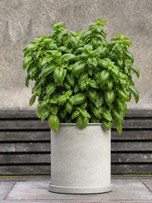 Basil Everleaf Emerald Towers | Ocimum basilicum | Genovese Type therapyofflowers.com