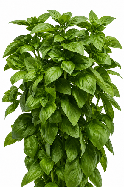 Basil Everleaf Emerald Towers | Ocimum basilicum | Genovese Type therapyofflowers.com