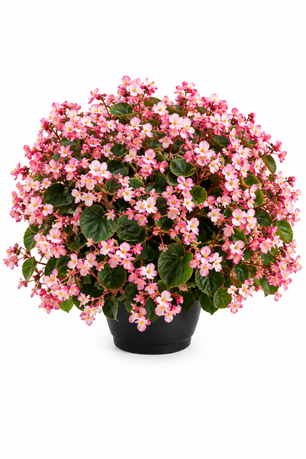 Begonia x hybrida Wookie Pink Splash F1 | Hybrid Begonia | For Premium Baskets therapyofflowers.com