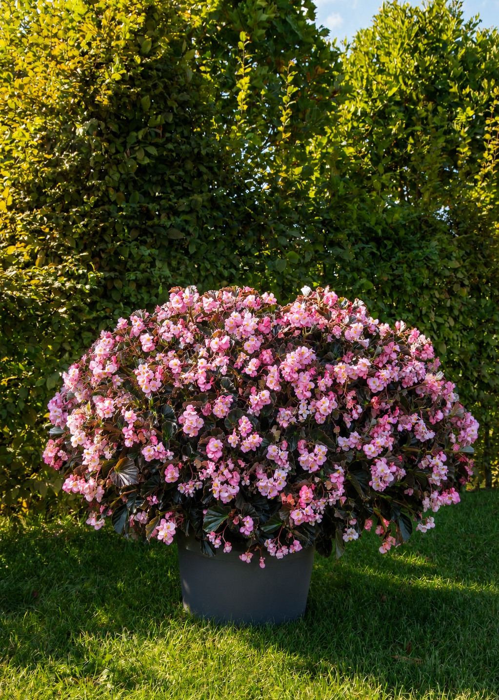 Begonia x hybrida Stonehedge Light Pink Bronze Leaf F1 | Hybrid Begonia | Multiflora Begonia therapyofflowers.com